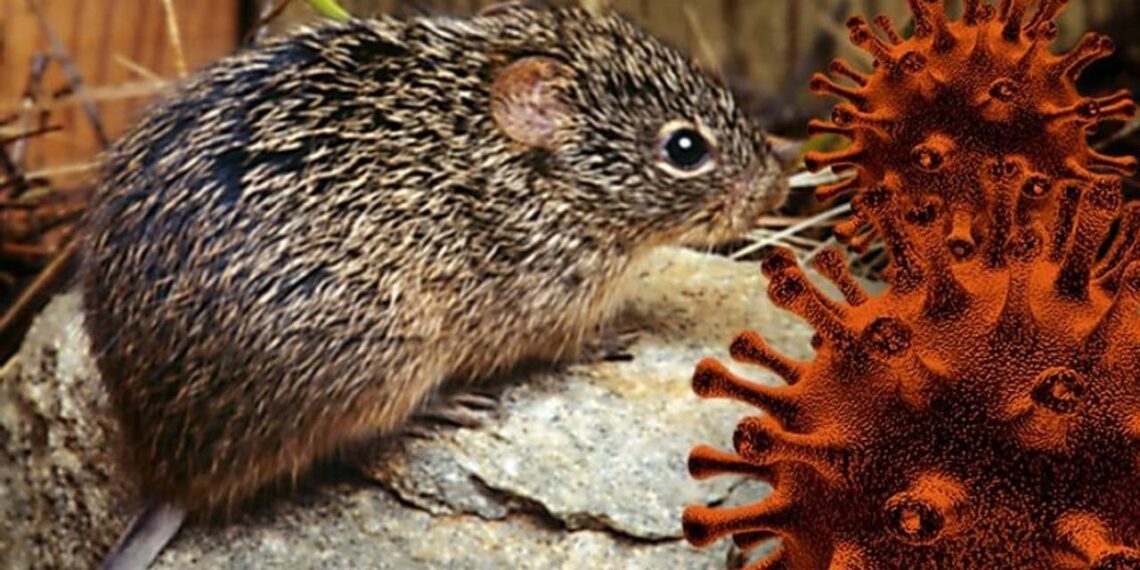 No hay alerta por hantavirus en Colombia tras reporte internacional